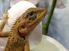 Tips Membuat Foto Potrait yang kreatif