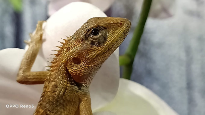 Tips Membuat Foto Portrait yang Kreatif Tips Membuat Foto Potrait yang kreatif