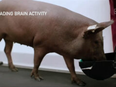 Neuralink: Meraba Masa Depan Otak Manusia Melalui Seekor Babi
