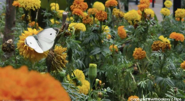 Ini Dia, 3 Tips Maksimalkan Visual Story Telling di Galaxy Z Flip6!