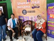 Kucing-kucing di shelter Rumah Kucing Parung mengkonsumsi pakan BOLT