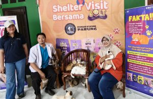 Kucing-kucing di shelter Rumah Kucing Parung mengkonsumsi pakan BOLT