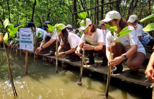ZTE Tanam 500 Pohon Mangrove di PIK, Perkuat Komitmen untuk Masa Depan Digital Ramah Lingkungan